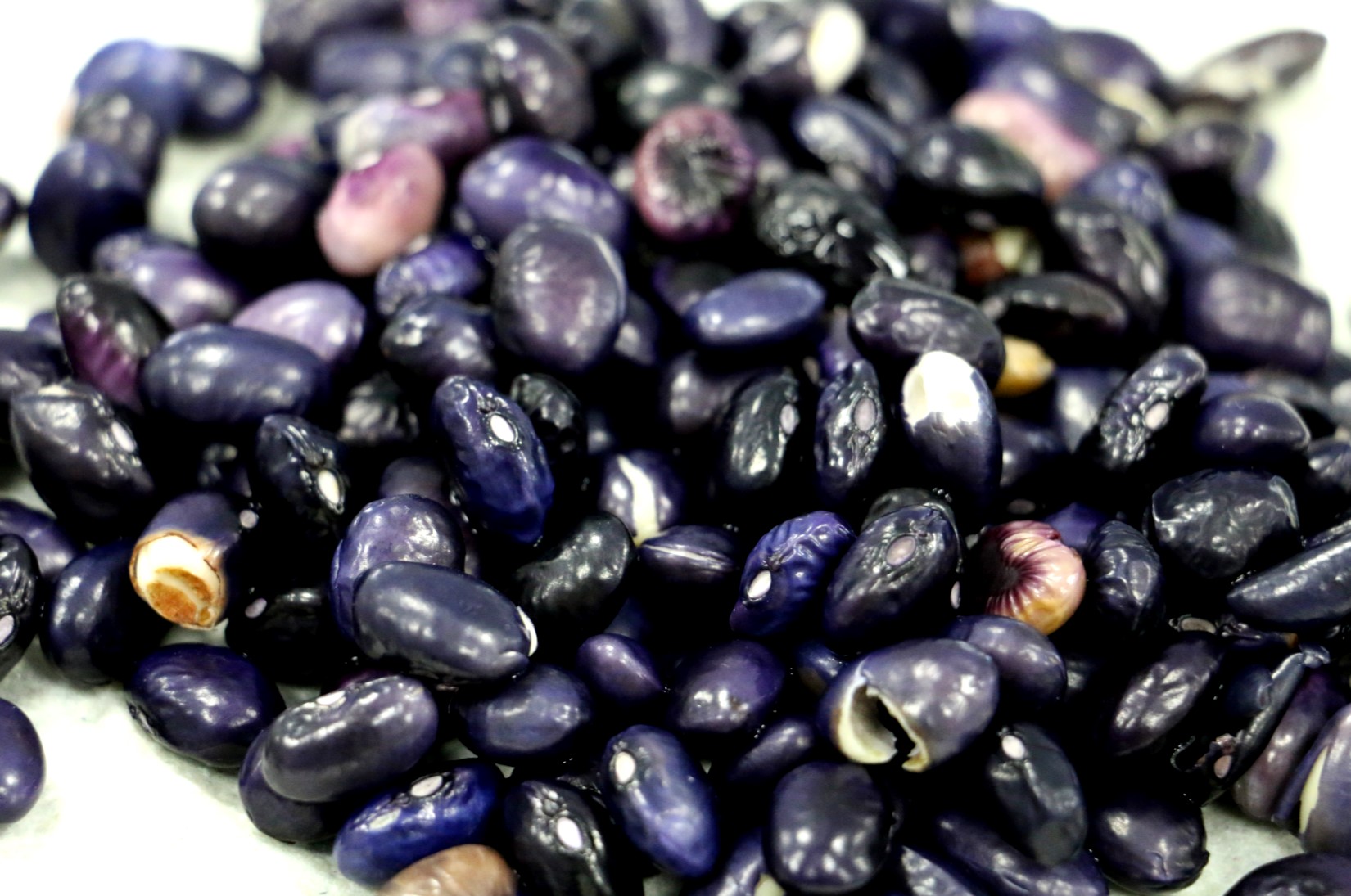 El frijol negro como fuente de ingredientes funcionales