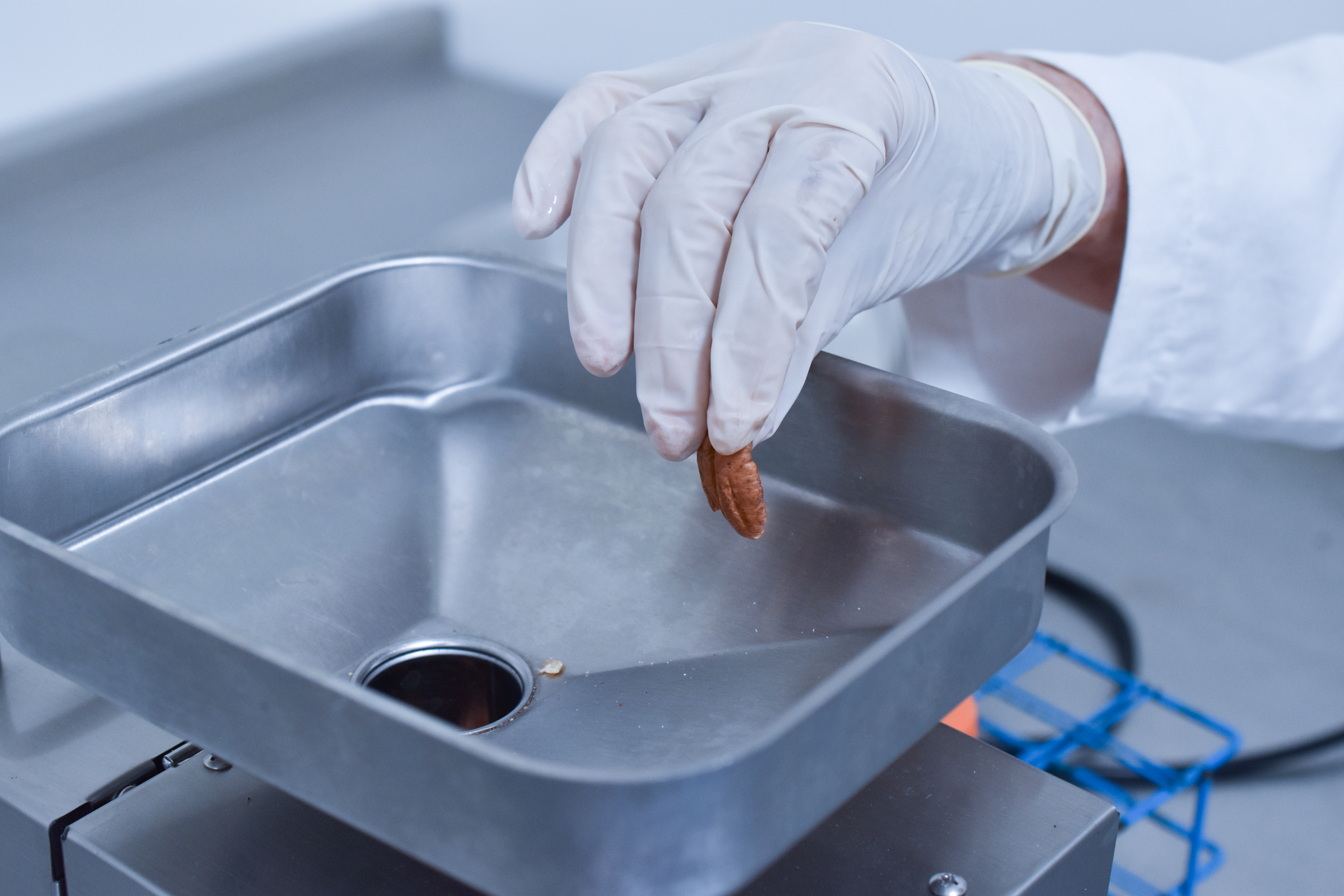 Oleaginosas: nuez pecanera y calabaza