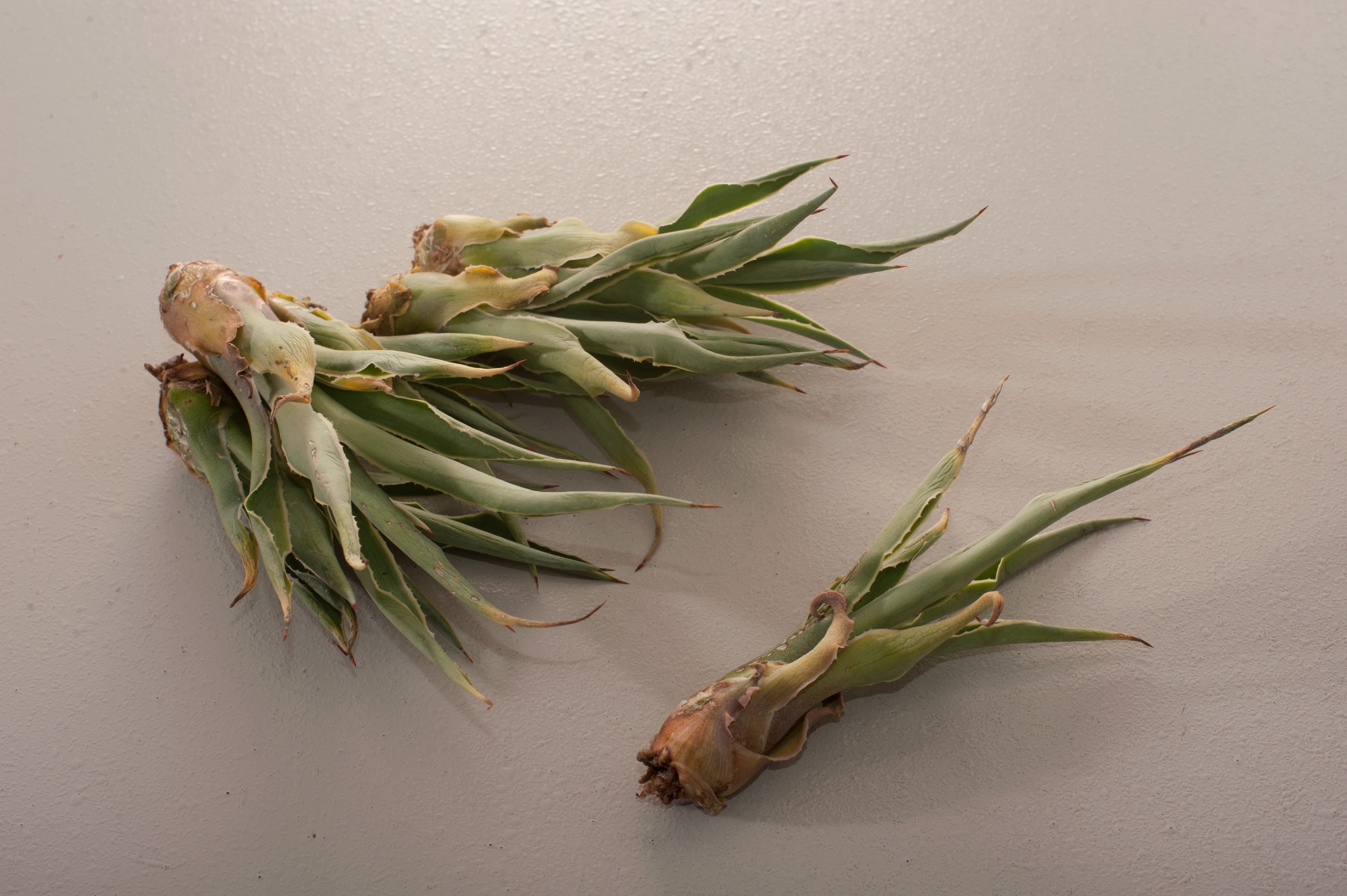 Agave: Mezcal y fructanos de agave.