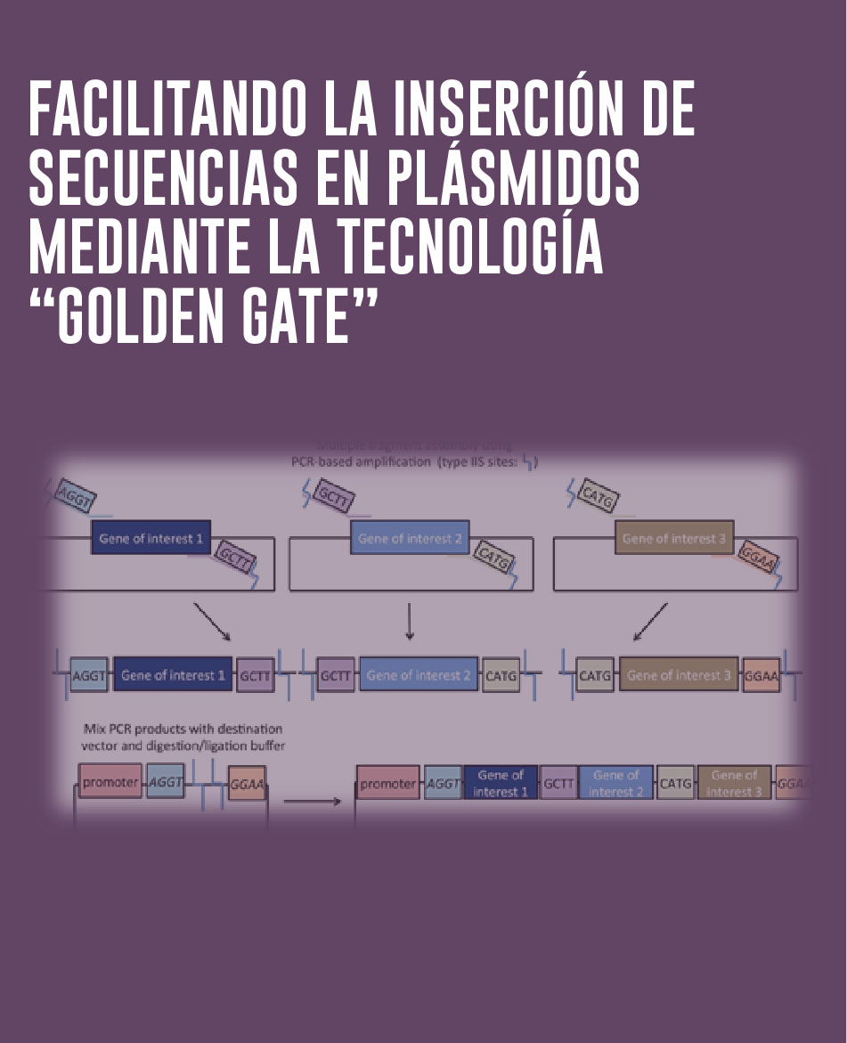 Taller: Facilitando la inserción de secuencias en plásmidos mediante la tecnología “Golden Gate”