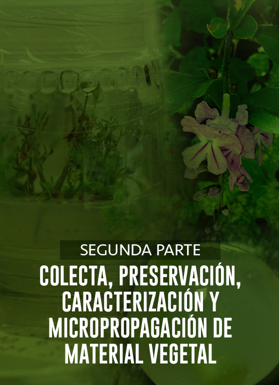 Segunda Parte. Colecta, preservación, caracterización y micropropagación de material vegetal