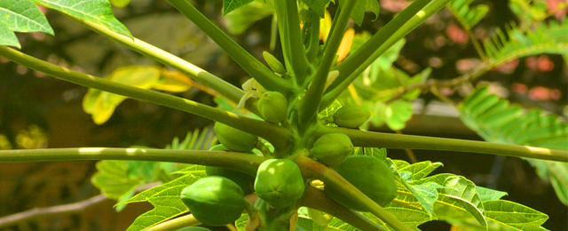 Híbridos de papaya tolerantes al virus de la mancha anular mediante embriogénesis somática