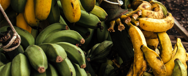 Determinación de la factibilidad del empleo de la cascara de plátano para obtener un cicatrizante