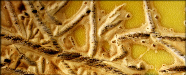 Recursos microbianos para el control biológico de la pudrición del cogollo de agave tequilero